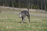 WHIPPET 352